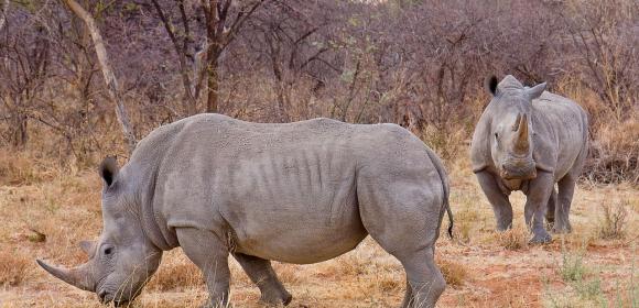 Rhinos Could Be Saved by 3D Printing Their Horns