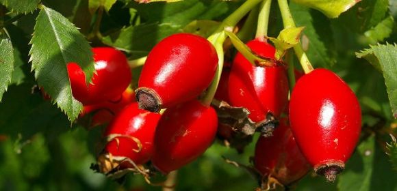 Rose Hips Extract Might Treat Aggressive Breast Cancer, Study Finds