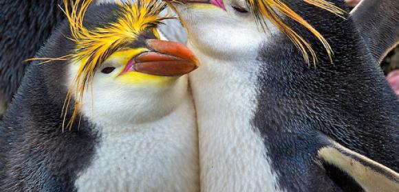 Royal Penguin Shows Up in New Zealand, 2000 Km Away from Its Home