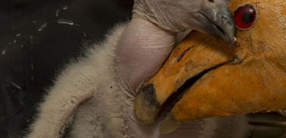 San Diego Zoo Welcomes This Year's First Condor Chick