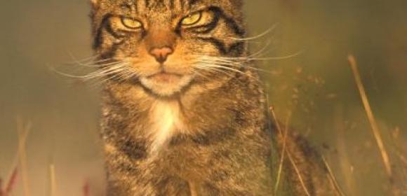 Scotland's Wild Cats Are to Become Extinct in Just a Few Months