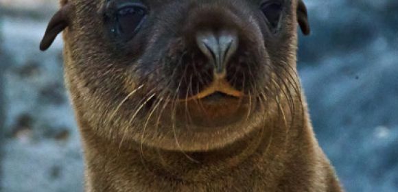 Sea Lions Accused of Eating Salmon and Killed by Fishermen