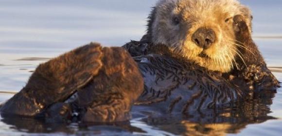 Sea Otters in Monterrey Bay Have an Appetite Fit for Kings [Video]