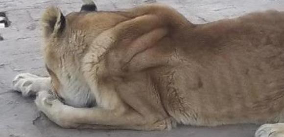Sign Petition, Help Feed or Free Starving Lions Living at Buenos Aires Zoo