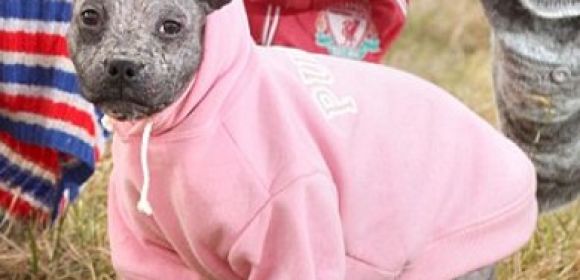 Skin Condition Makes Puppy Lose All Her Fur, Rescuers Give Her Jumpers