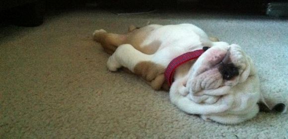 Sleepy Bulldog Puppy Photo Goes Viral on Reddit