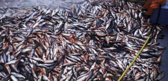 Spanish Fishermen Are Fined for Abusing Fish Stocks