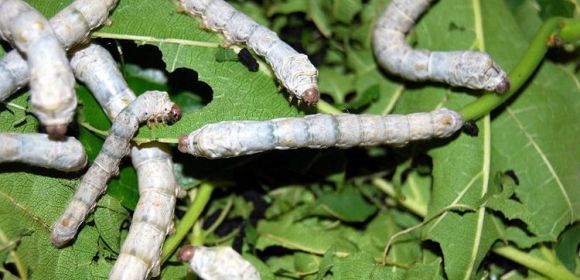 Spider-Silkworm Mutant Produces Strongest Silk