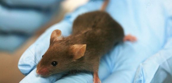 Spinal Cord Implants Make It Possible for Paralyzed Mice to Walk Again