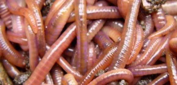 Spotlight: Airport in North Carolina Employs 1.9 Million Worms