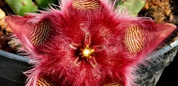 Spotlight: Weird Flower Is So Hairy One Can Even Brush It
