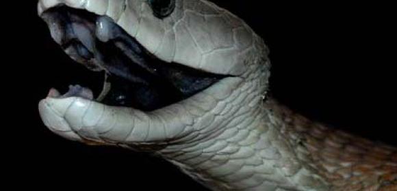 Strong Painkiller Can Be Obtained from Deadly Snake Venom