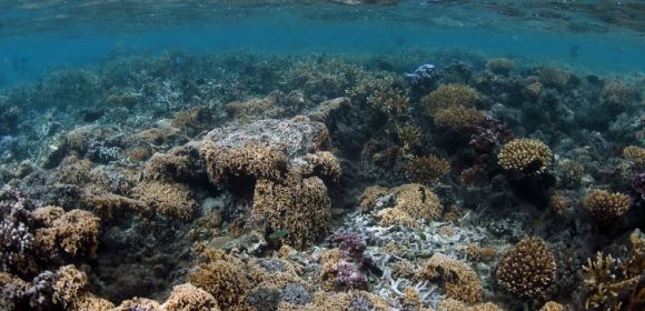 Studying Ocean Acidification Is Target for New Grants