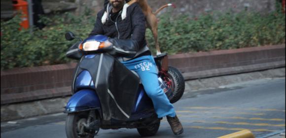 Sunglasses Motorcycle Dog Spotted Amid Turkish Protests