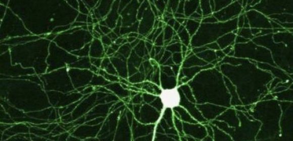 Synapses Provide Inspiration for New Transistors