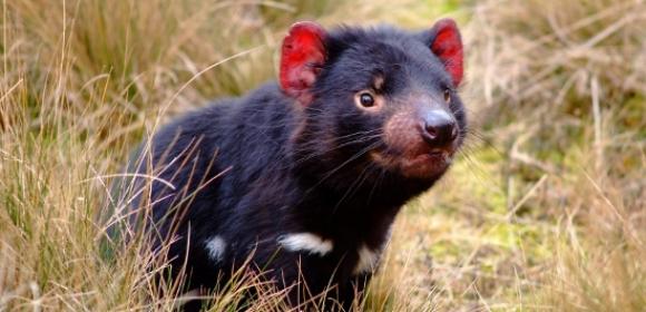Tasmanian Devils Shipped Overseas in Desperate Attempt to Save the Species from Extinction