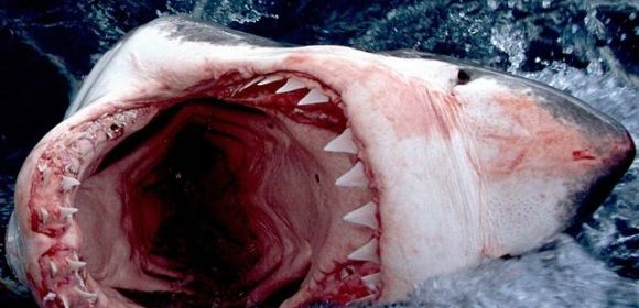 Teenage Great White Sharks Aren't Serious Biters
