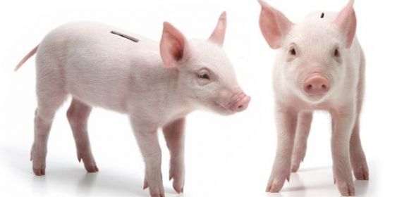The Cheeky Offers Piggy Banks Made from Real Piglets, $4,000
