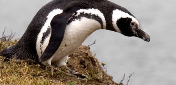 The Death of 700 Magellanic Penguins Is Bound to Remain a Mystery