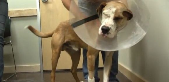 The Dog Who Wouldn't Die Returns Home After Surgery - Video