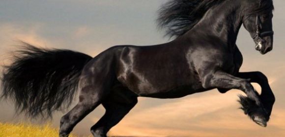 The Forefather of All Horses Roamed the Earth 4 Million Years Ago