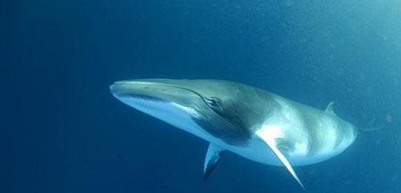The Mediterranean Houses Fewer Fin Whales Than Previously Thought