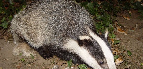The UK Gives Green Light to Badger Culling