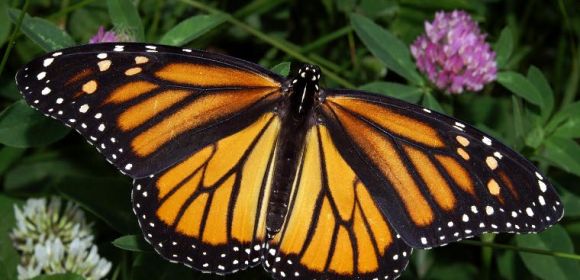 The US Risks Losing Its Monarch Butterflies, Greeheads Warn