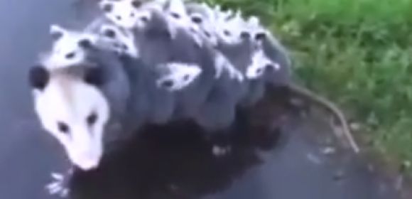 The World's Most Adorable Opossum Is Actually Terrifying