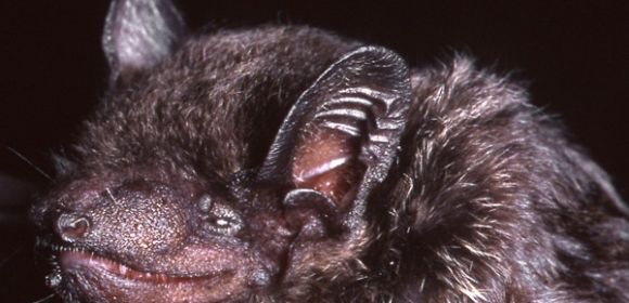 This Bat's Toothy Smile Will Scar You for Life, No Joke