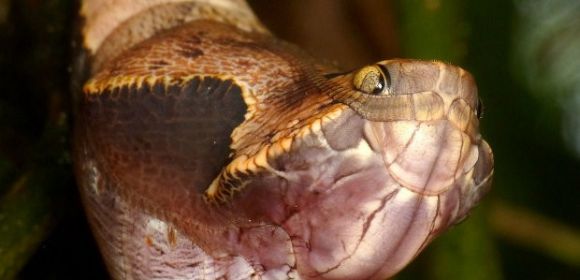 This Menacing Snake Is Not What It Seems