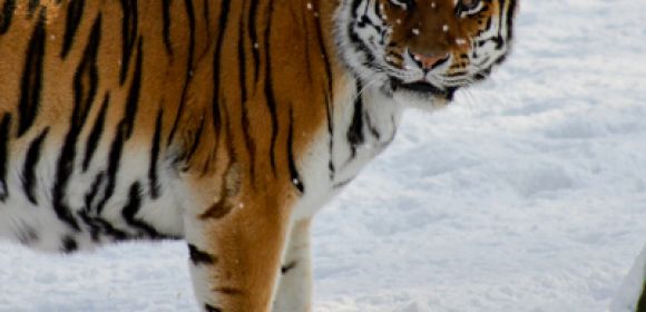Tiger Killer Gets $18,500 Fine, 14 Months of Disciplinary Labor