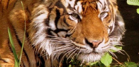 Tiger Mauls 24-Year-Old Woman to Death
