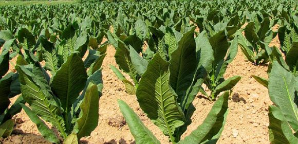 Tobacco and Nicotine – Good as Pesticides