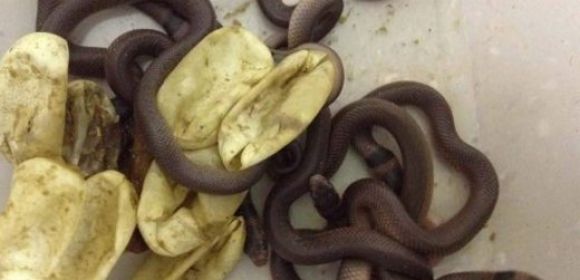 Toddler Incubates, Hatches Seven Deadly Snakes in His Closet