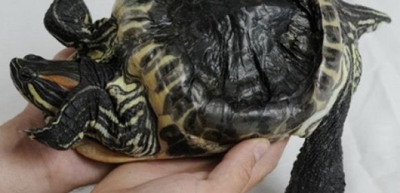 Turtle Spends 20 Years in a Bucket Before Being Rescued and Freed