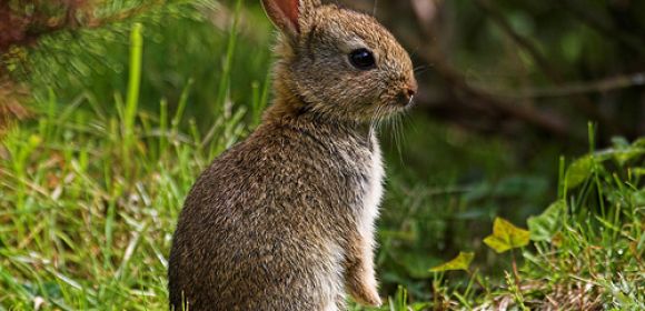 Two Rabbit Fever Cases Reported in North Carolina