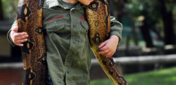 Two-Year Old Handles Boa Constrictors, Shows No Fear