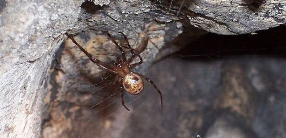 UK Spider Colony Returned to Its Cave
