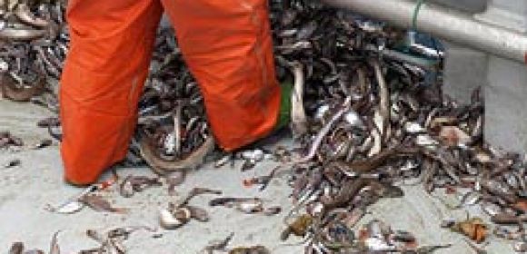 UN Representatives Decide to Put an End to Fish Discarding
