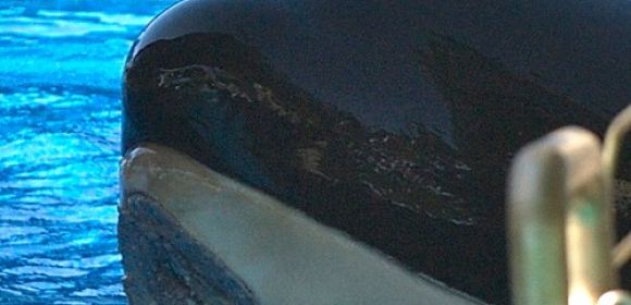 UPDATE: SeaWorld's Injured Orca Displays Bitemarks on Its Chin