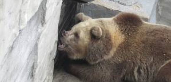 USDA Shuts Down Bear Park, Fines Owners for Animal Cruelty