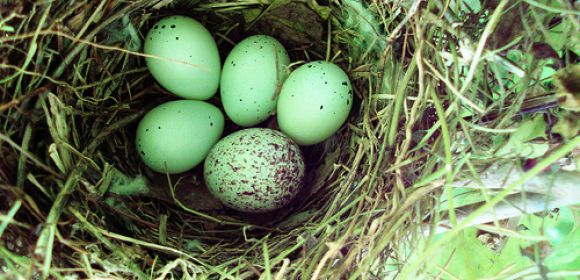 UV Light Helps Birds Spot the Eggs of Parasitic Layers
