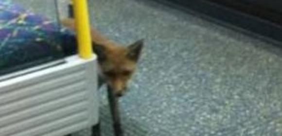 Urban Fox Catches a Ride on the London Underground