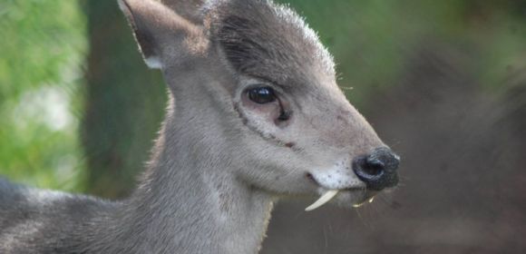 Vampire-like Fanged Deer Spotted for the First Time in Decades