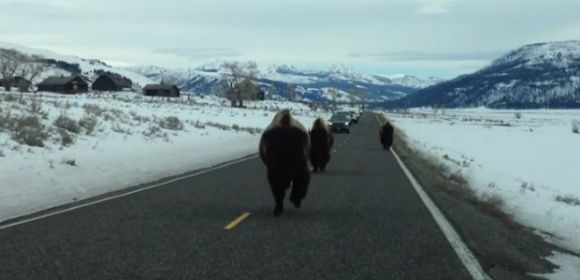Video Shows Fearless Buffalo Running Head First into an SUV