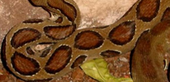 Viper and Hatchlings Rescued from Drain Pipe