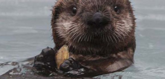 Viral of the Day: Otter Escapes Group of Killer Whales – Video
