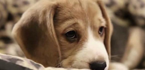 Viral of the Day: Sad Dog Diary Will Break Your Heart, Probably