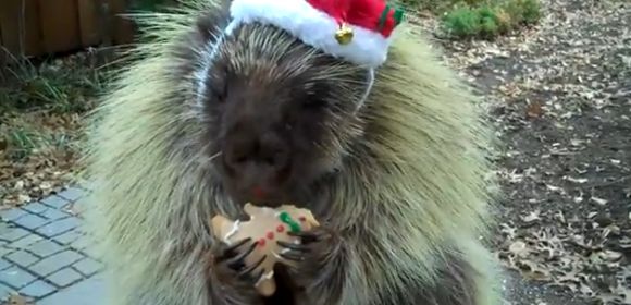 Viral of the Day: Teddy Bear the Porcupine Wishes You a Merry Christmas